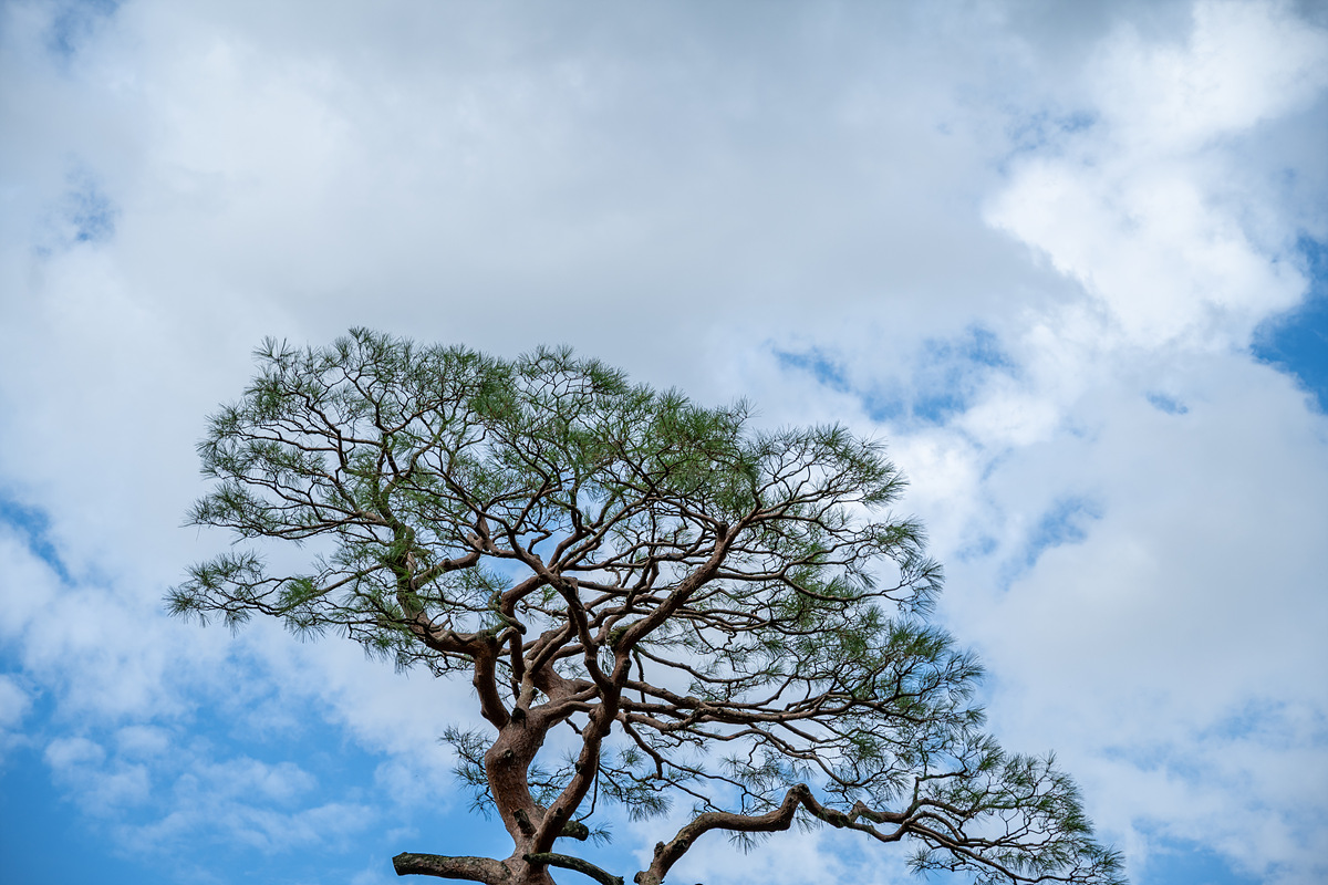 한송조경 작업 전경